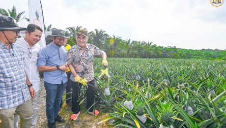 Program Tuaian Pertama (Tuaitama) nanas MD2 di Ladang Seri Nenas Farm